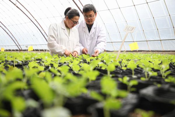 马铃薯良种繁育的技术创新 铺就农业“小康路”