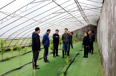 农业科研新篇章 国家柿圃改扩建项目评审会圆满召开，助推柿产业高质量发展