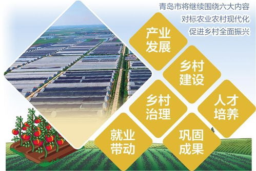 西红柿变身乡村致富果 青岛平度以工业思维点亮特色农业新路径