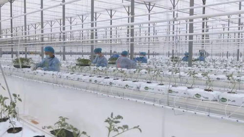 智能化种植 新疆霍尔果斯现代农业科技产业园的生机盎然与科研试验发展